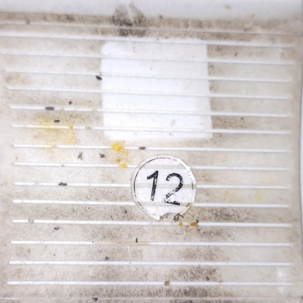 Amali Canvas Sneakers Tennis Shoes - Picture 7 of 8